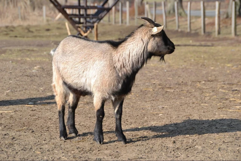 the goat is standing in an open area