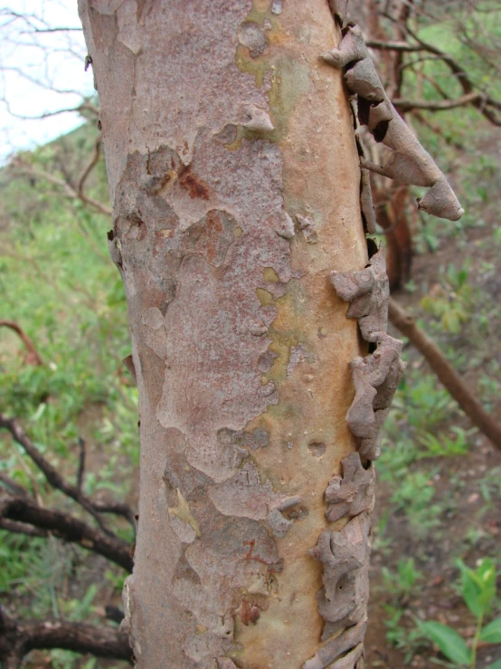 this tree bark has been  and covered by bark with a little insect crawling on it