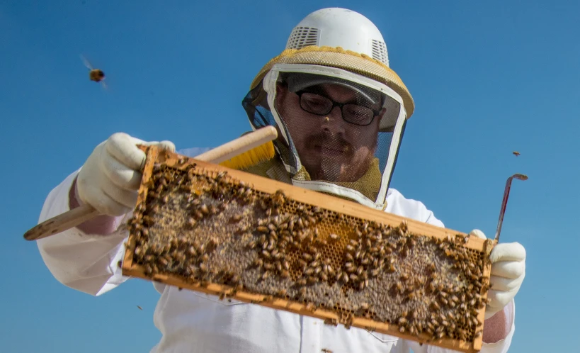 a man with glasses and a white jacket holds up a frame with honey bees