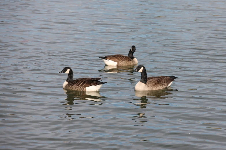 three geese swimming in a lake near one another