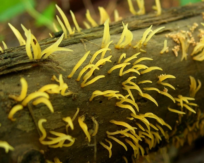 the yellow leaves on this log look like they are dying