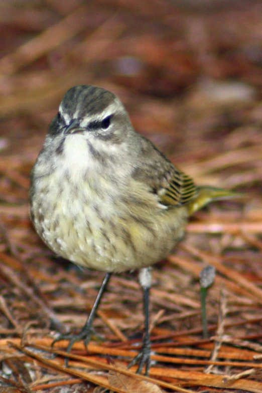 a bird standing on the ground next to some dry grass