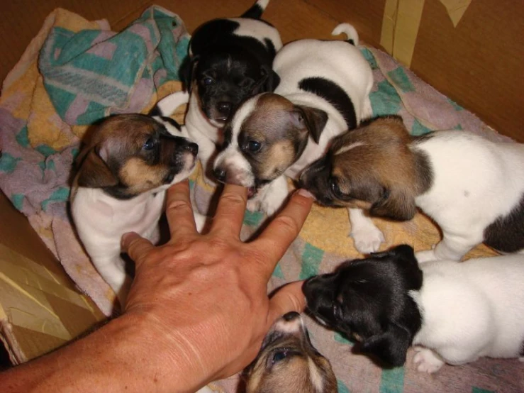 small puppies on a towel, being held up by someone
