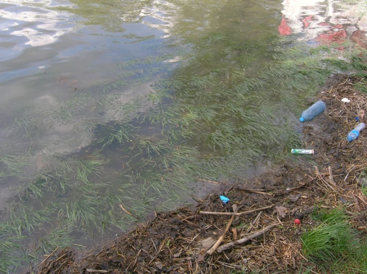 the water with plastic bottles on it is near a grassy bank