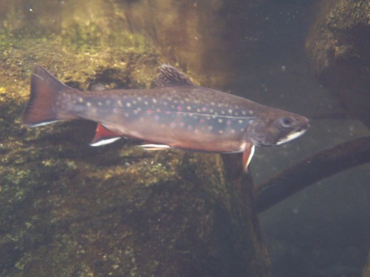 a fish with small spots walking along side a rock