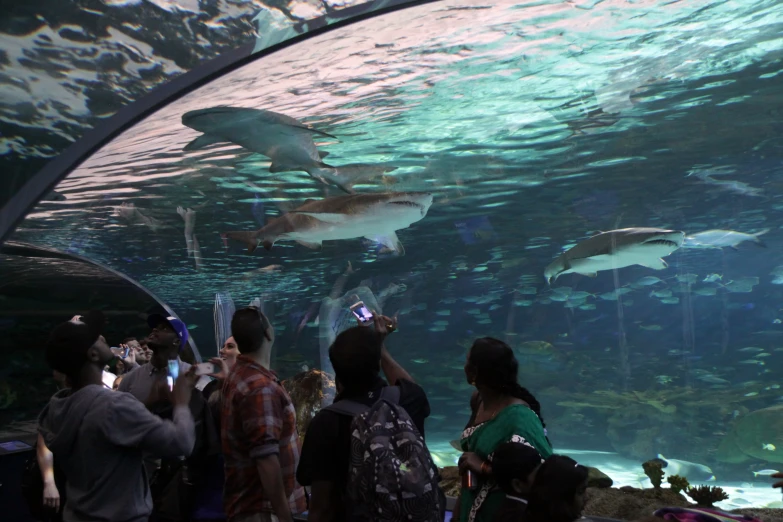 a large group of people are looking at dolphins in the water