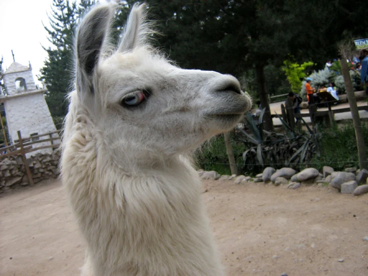 a white llama staring into the distance in a zoo