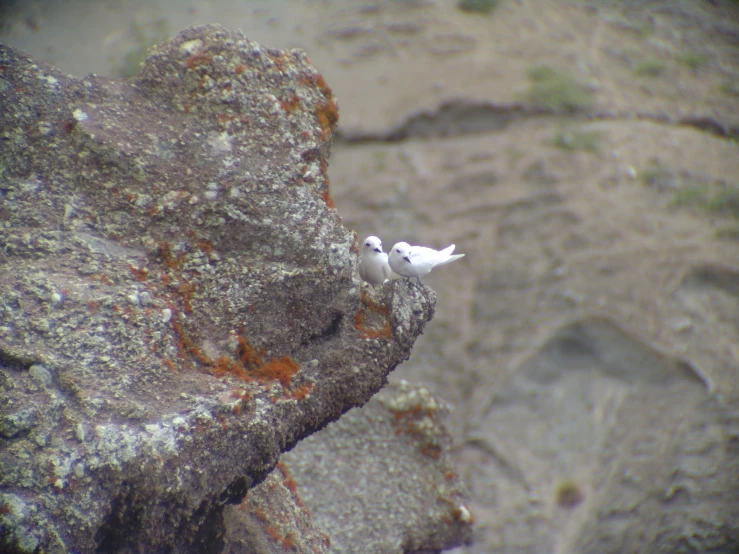 three white birds standing on top of a rocky hillside