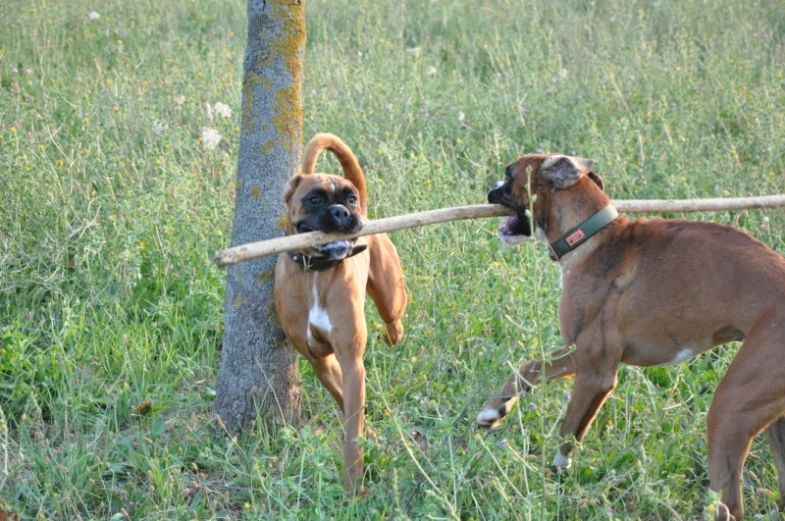 two dogs fighting with a stick in the woods