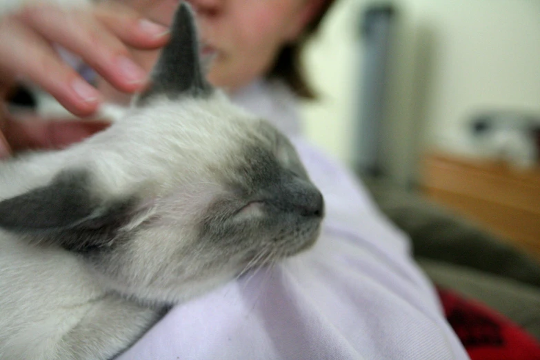 a woman kissing a grey and white cat on top of a white blanket