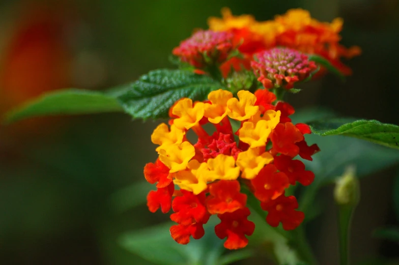 a cluster of small, multi - colored flowers with a green leaf