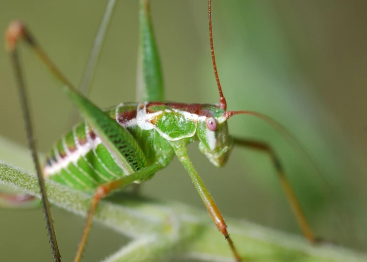 a close up picture of a grasshopper