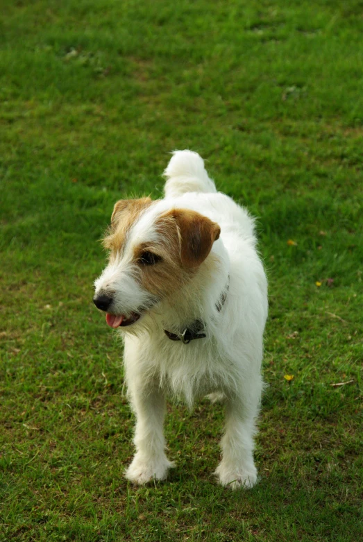 small dog standing with his nose open on the grass