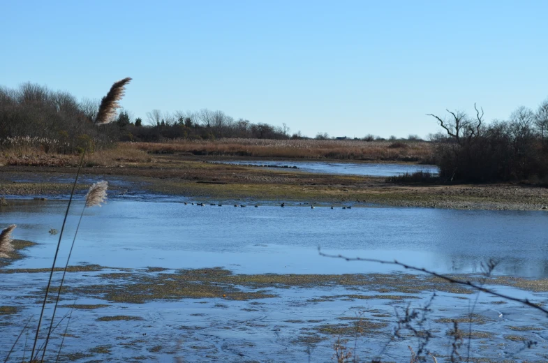 a body of water surrounded by vegetation with a few birds