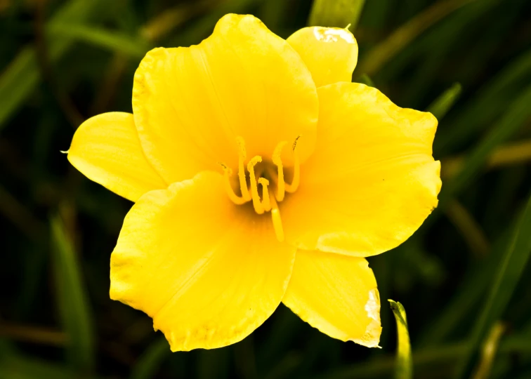 a yellow daffodil flower is shown on the grass