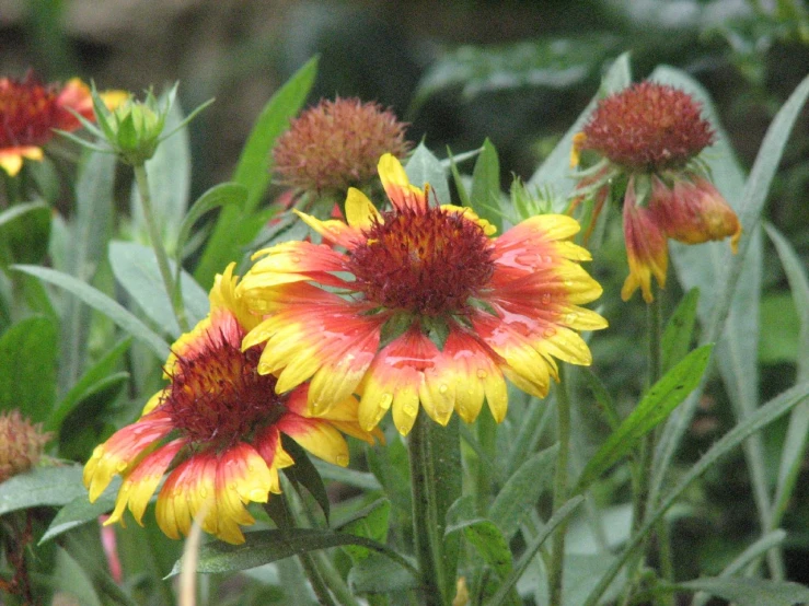 some flowers blooming in a plant with lots of petals