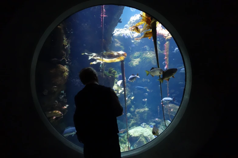 a man is observing the fish in an aquarium