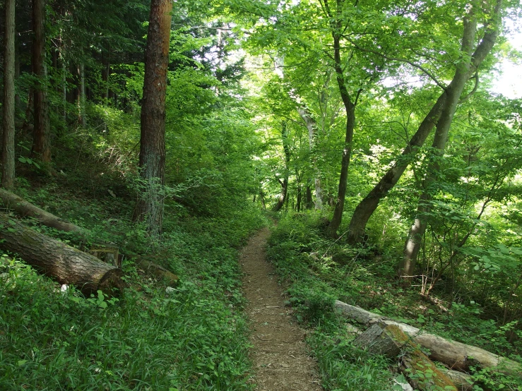 a wooded trail is in the middle of an area with large trees and grass