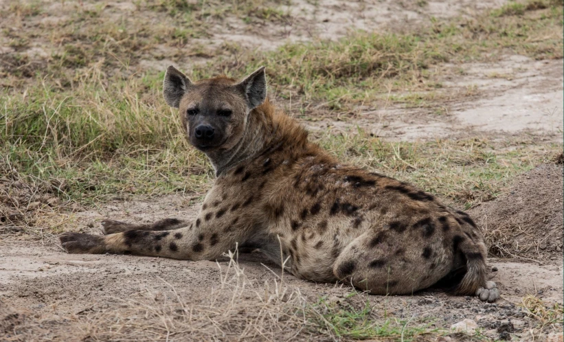 the wild hyena has long ears as it lies in the dirt