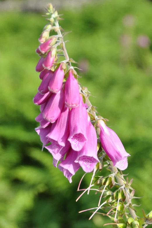 a plant with lots of purple flowers growing