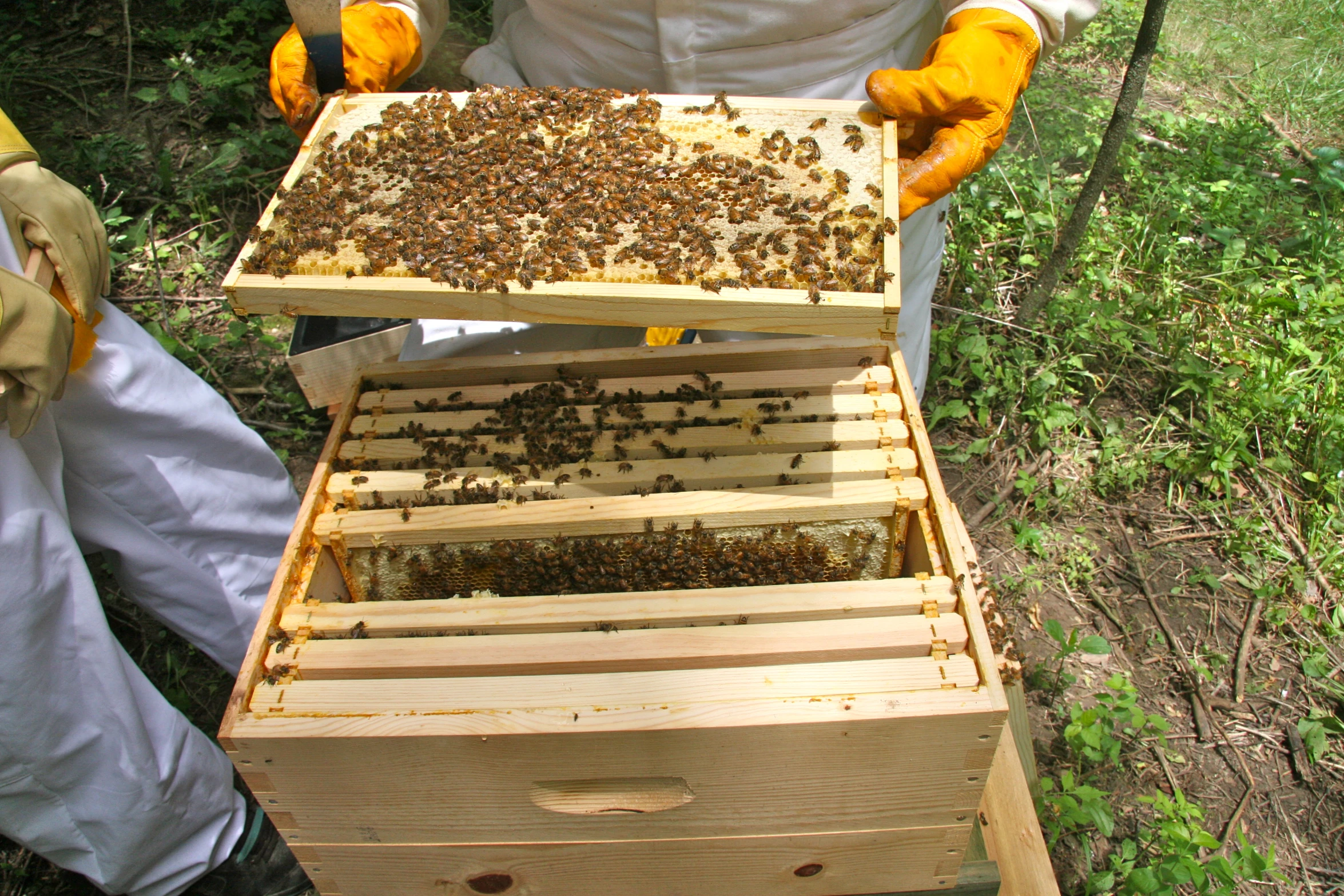 beekeepers showing off their hives in a field