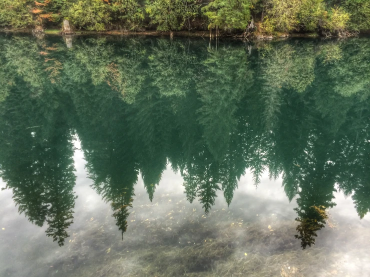 the reflection of a group of trees in the water