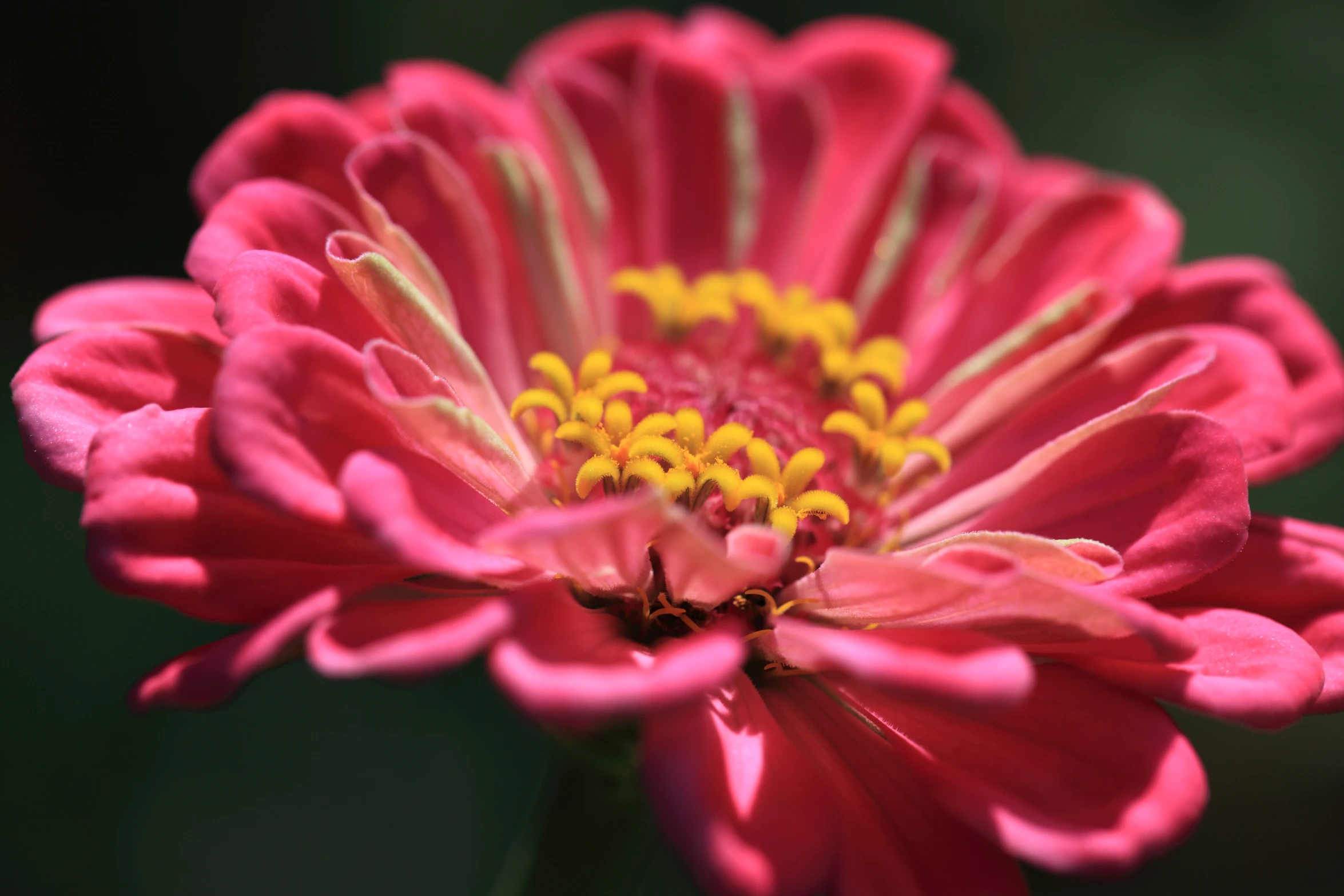 a bright red and yellow flower with green background