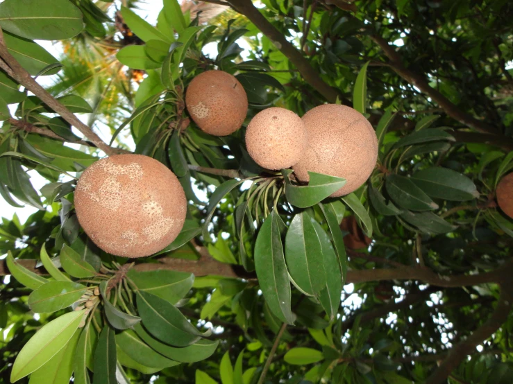a group of fruit hanging from a tree nch