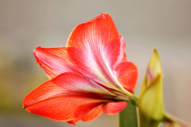 a large red flower with white tips on it