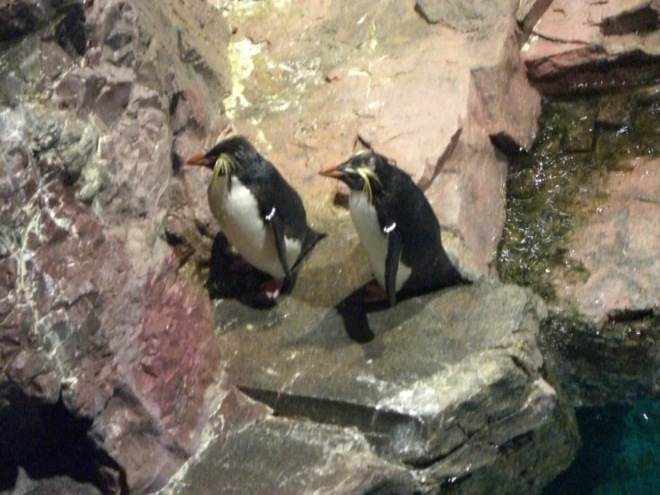 two penguins standing together on some rocks in a zoo