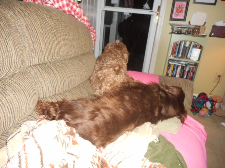 a dog laying on a sofa looking at the television