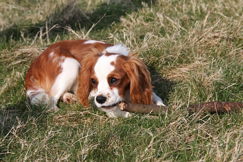 brown and white dog with a long stick in his mouth