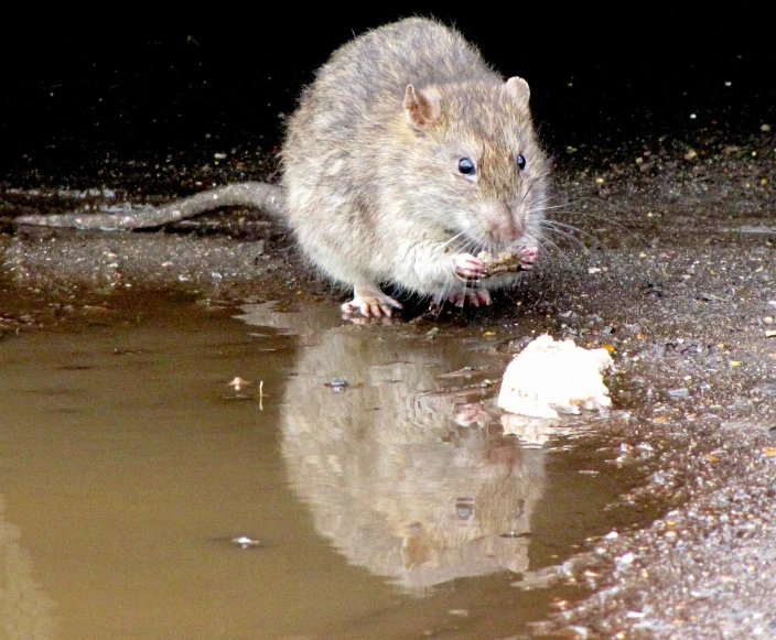 a small animal is standing near a dle