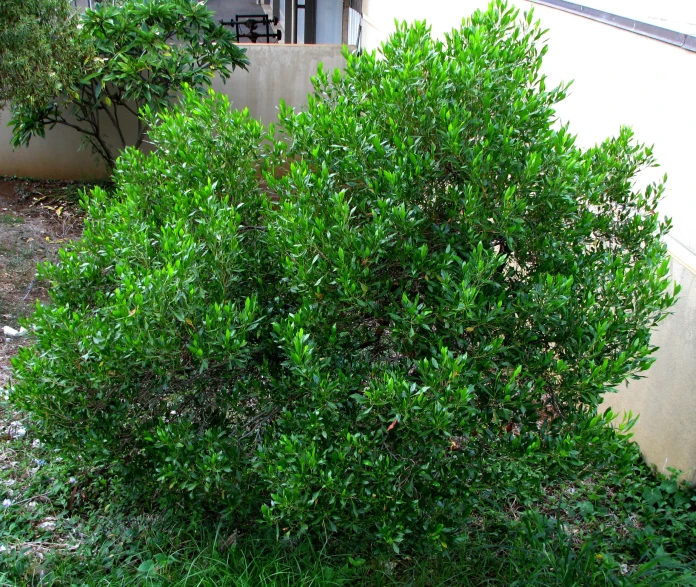 small bush is seen next to a concrete wall