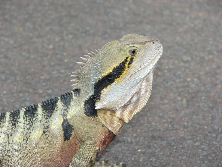 closeup view of an adult lizard looking up