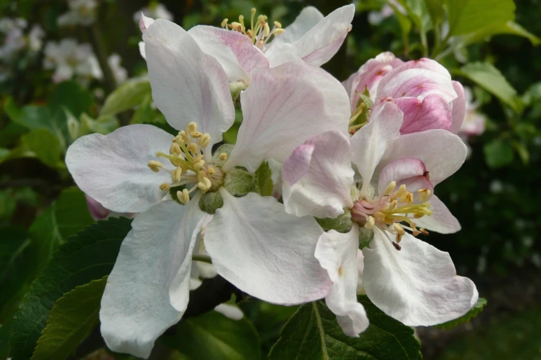 closeup of some white and pink flowers