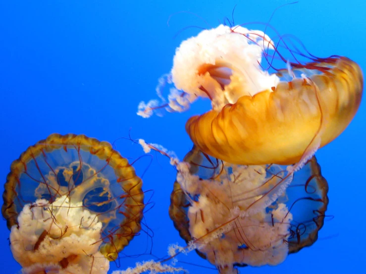 two sea - nettlets float in the blue water