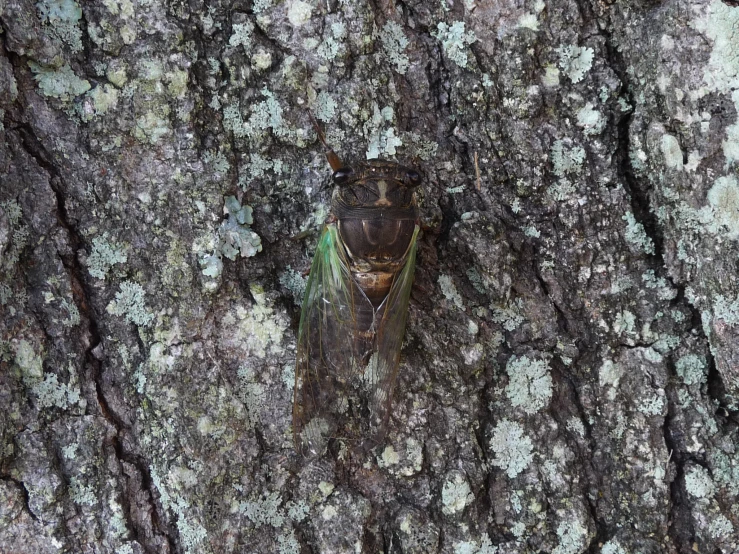 a large brown insect on top of a tree trunk