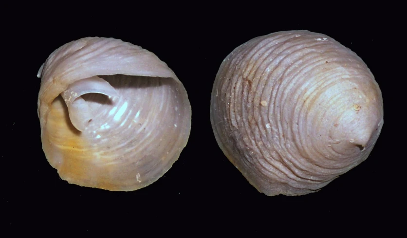 a shell with an odd shape that has been folded