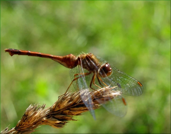 an insect is perched on a plant in the field