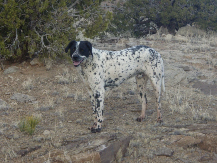 a black and white dog is standing in some grass