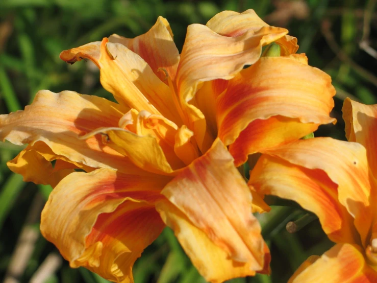 close up of the flower and leaves of a lily