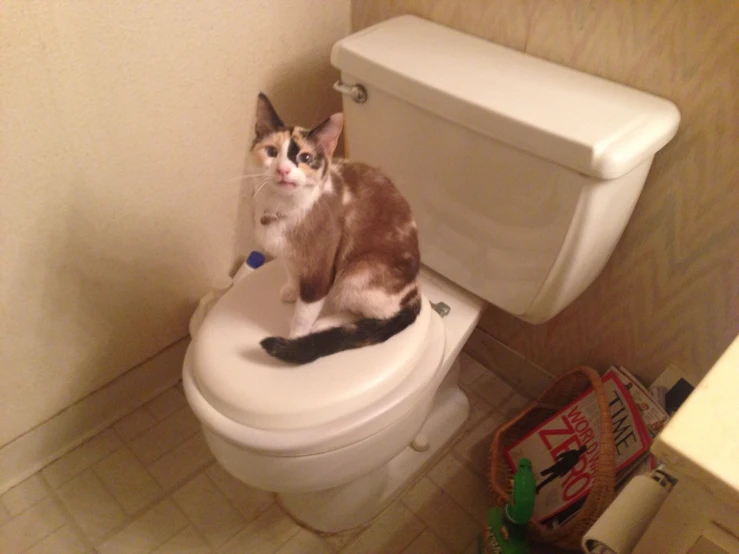 a cat sitting on top of a toilet in a bathroom