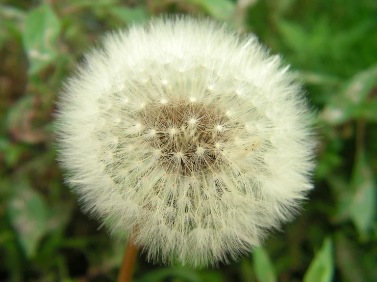 the seed of a dandelion sits in front of green foliage