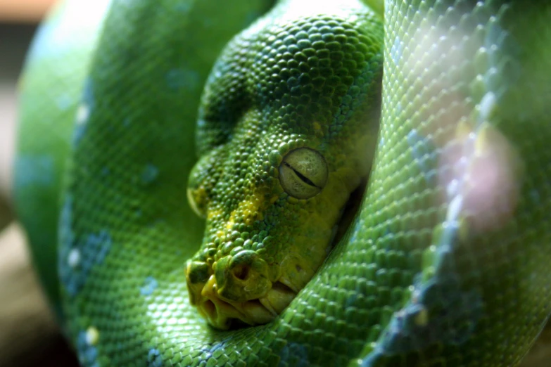 a large green snake is curled up and resting