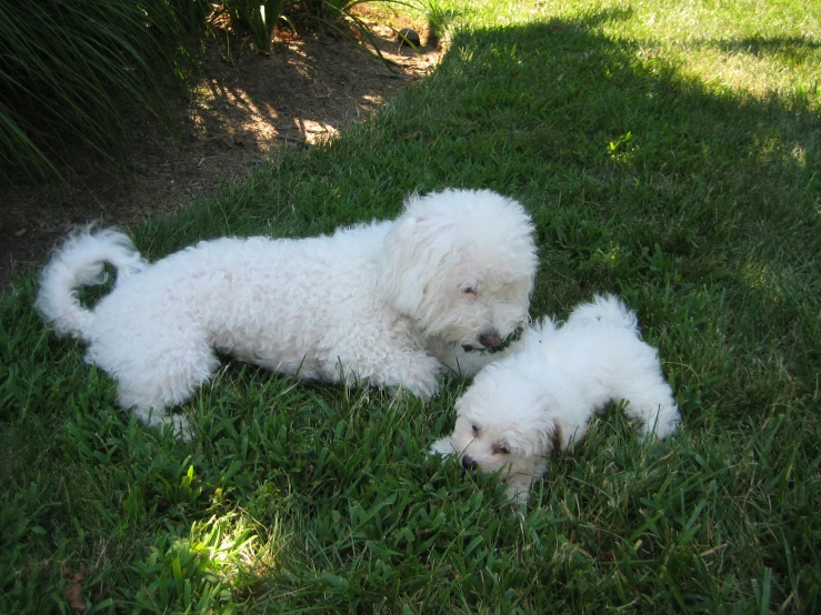 two white poodles are lying in the grass