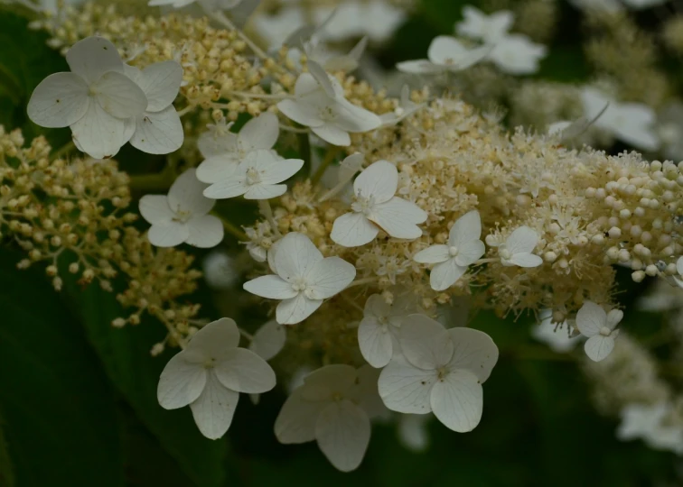 some white flowers are out in the open