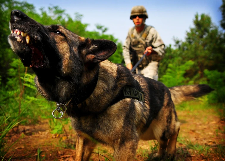 a soldier and his german shepard in the woods