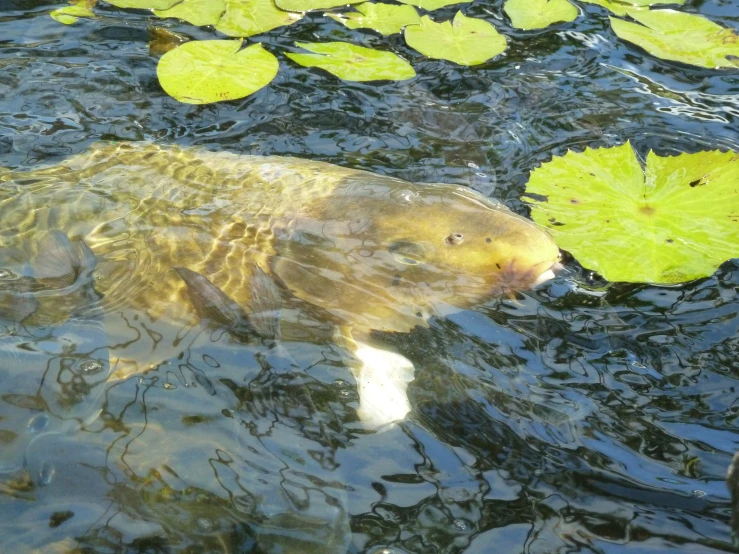 a big fish swimming in the middle of a pond