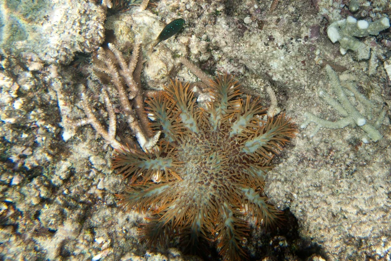 a sea coral under water surrounded by algae